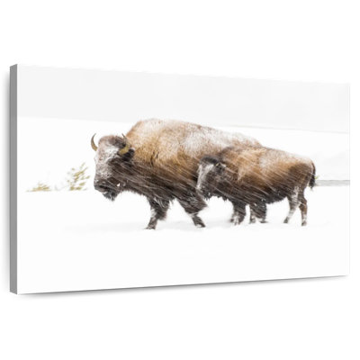 Bison In Yellowstone National Park