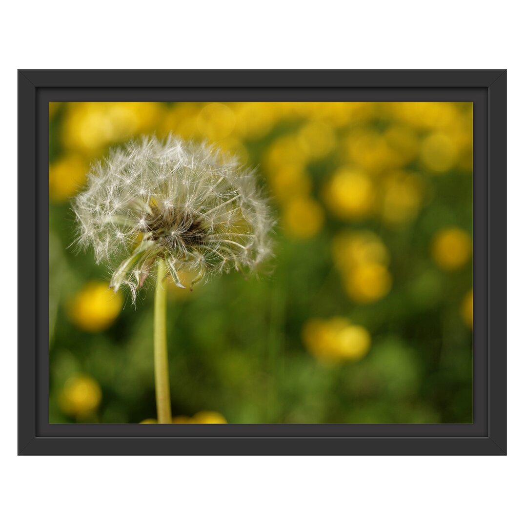 Gerahmtes Wandbild Pusteblume vor Wildwiese