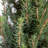 2.5 Quart Dwarf Alberta Spruce Tree