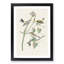 Yellow-Crown Warbler Birds by John James Audubon - Picture Frame Art Print-55641319-55641308