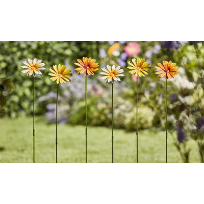 Montaigne Daisy Flower