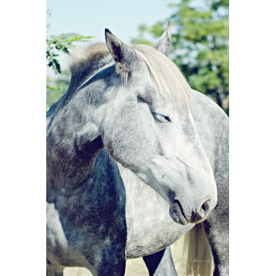 White Horse by Sharon Vardy