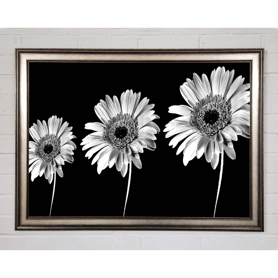 Gerbera Gänseblümchen Schwarz und Weiß - Einzelner Bilderrahmen Kunstdrucke