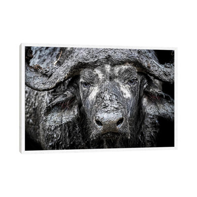 Closeup Muddy Cape Buffalo II by Susan Schmitz - Print on Canvas