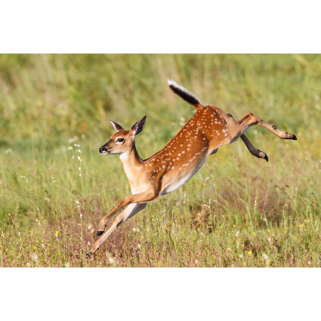 Fawn Jumping von Erniedecker - Kunstdrucke auf Leinwand ohne Rahmen