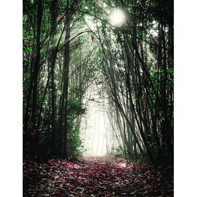 Path in the Woods - Photographie sur toile tendue