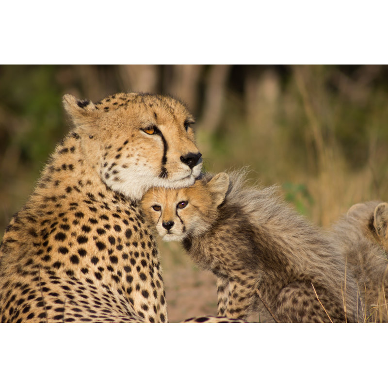 Cheetah Mother - Wrapped Canvas Print, 61cm H x 91cm W