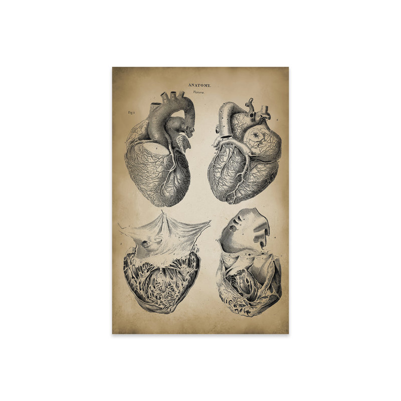 " Heart Anatomy " by PatentPrintStore