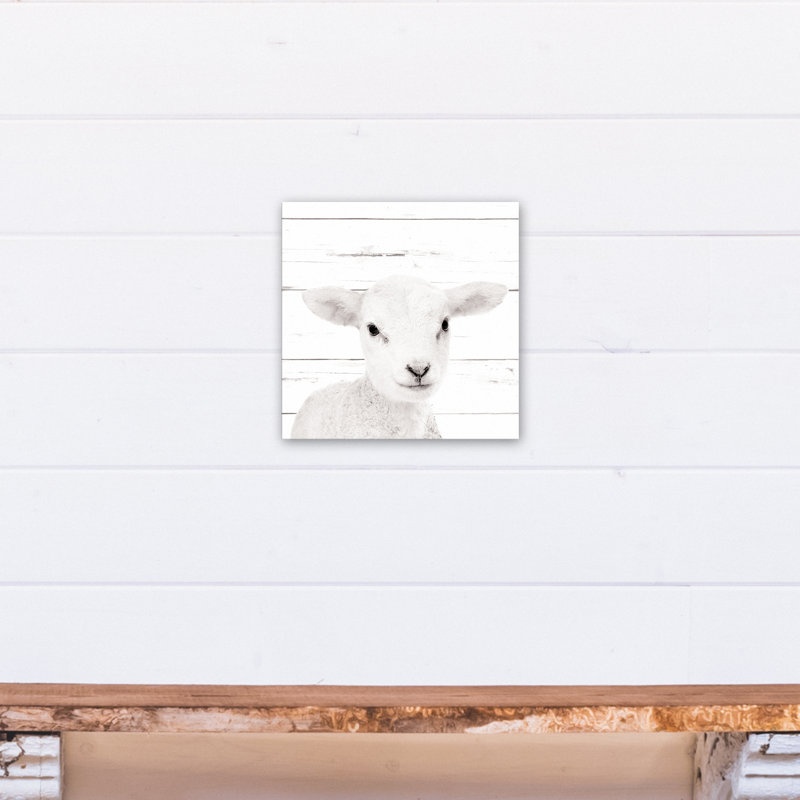 « baby agneau », art sur toile