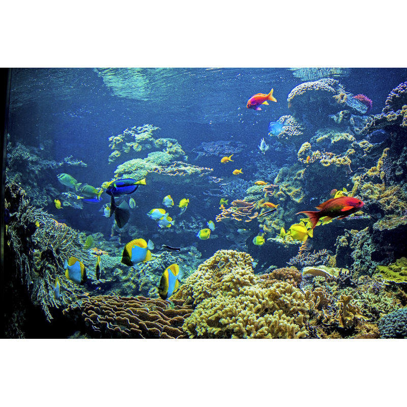 Tropical Fish - Wrapped Canvas Print, 51cm H x 76cm W, Wrapped Canvas