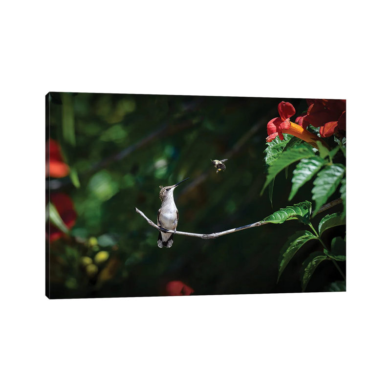 Excuse Me! by David Gardiner - Wrapped Canvas Print, 45.72cm H x 66.04cm W