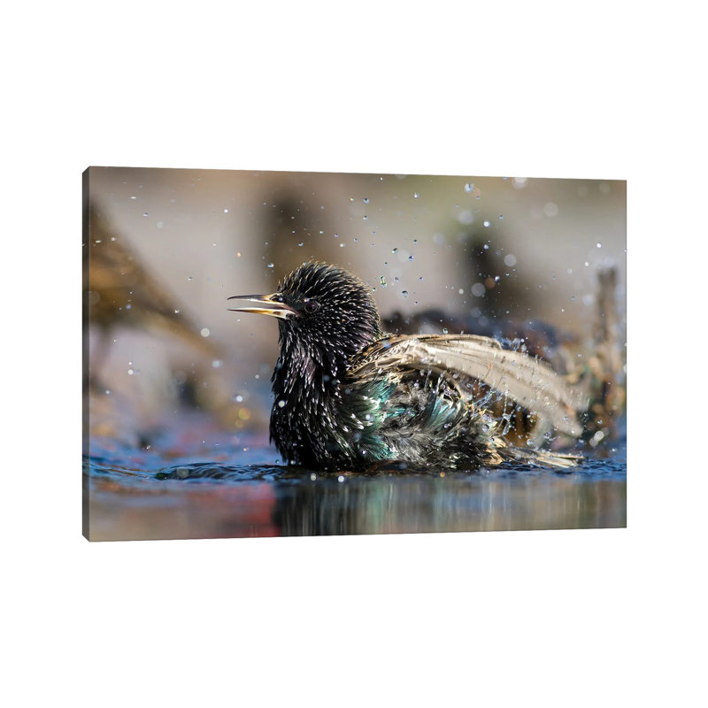 Bath Time by Mateusz Piesiak - Wrapped Canvas Print, 30.48 cm H x 45.72 cm W