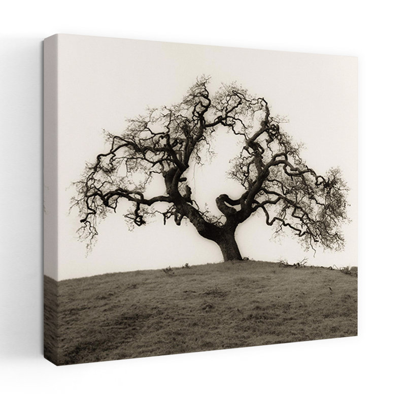 Hillside Oak Tree Abstract Contemporary Nature Wildlife Art, 18" H x 18" W