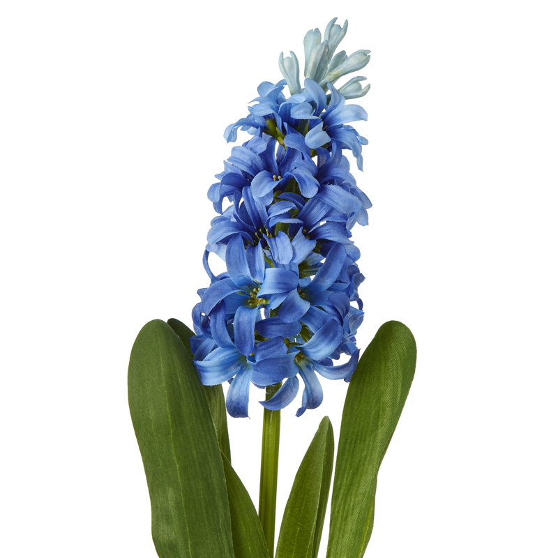 Hyacinth Stem, Blue