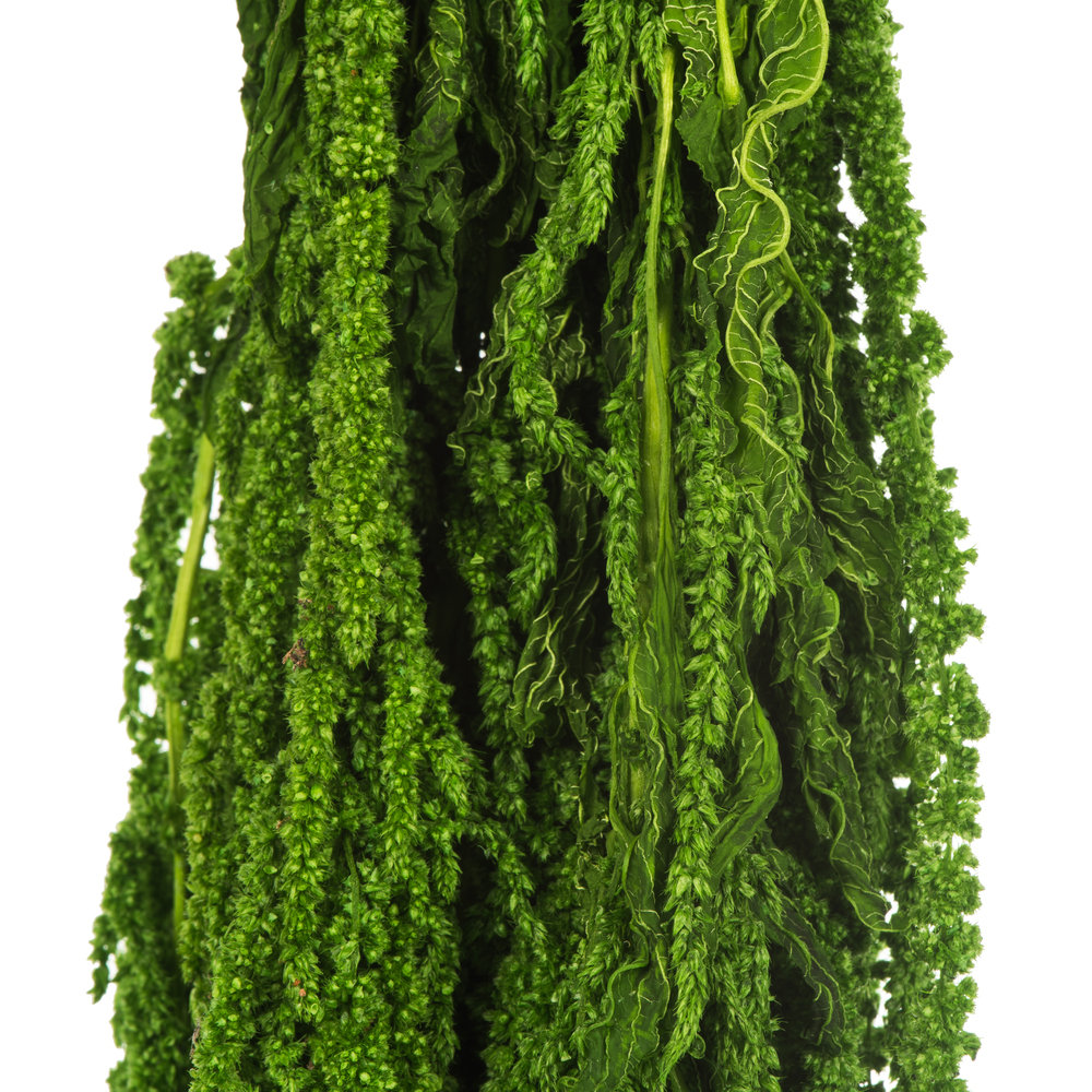Preserved Amaranthus Stems, Spring Green