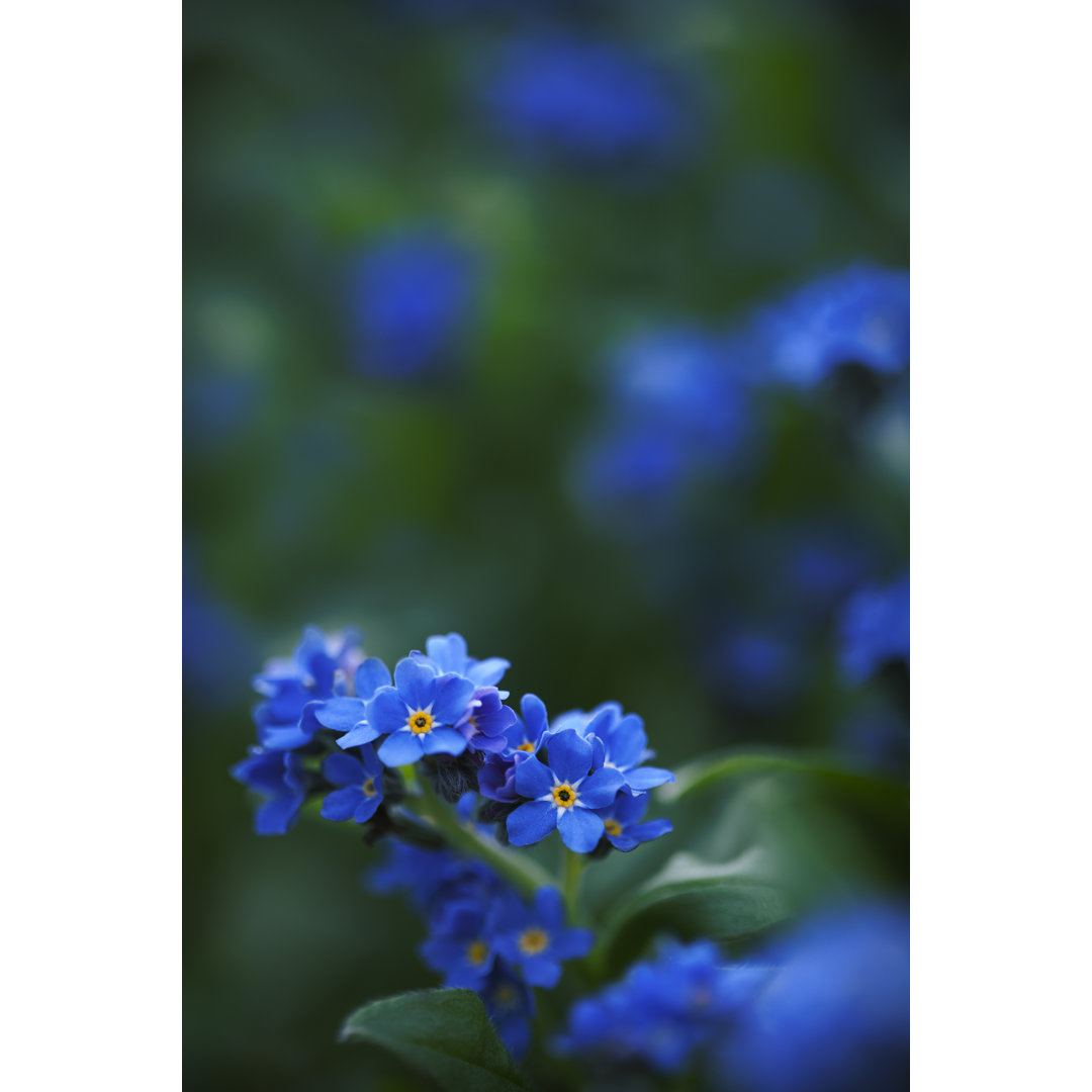 Blumen im Garten - Kunstdrucke auf Leinwand