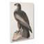 Hawk by John Audubon - Wrapped Canvas-55360531