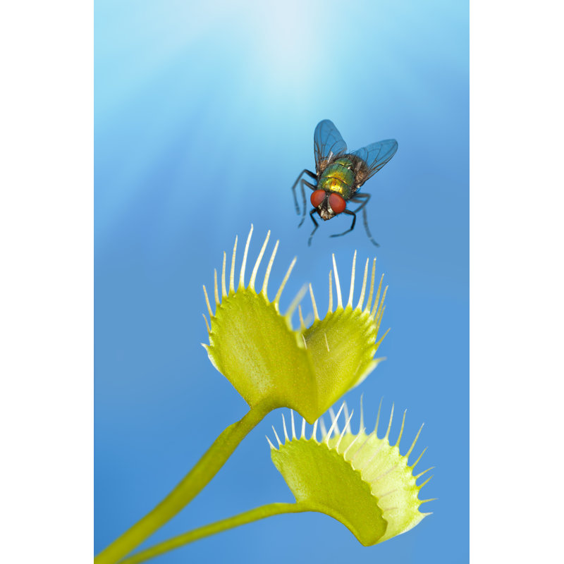 Fly Being Trapped - Wrapped Canvas Print, 76cm H x 51cm W x 3.8cm D
