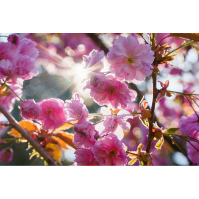 Spring Blossom Sakura Tree Branch Closeup Beautiful Pink Flowers on Sun 1 Piece Wrapped Canvas Wall Art