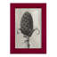 Blossfeldt Botanical IV - reproduction d'un seul cadre photo-1277119347-1277119356