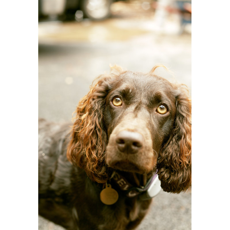 «The Boykin Spaniel» par Chrisluker - Photographie sur toile tendue, L 12 po x H 18 po