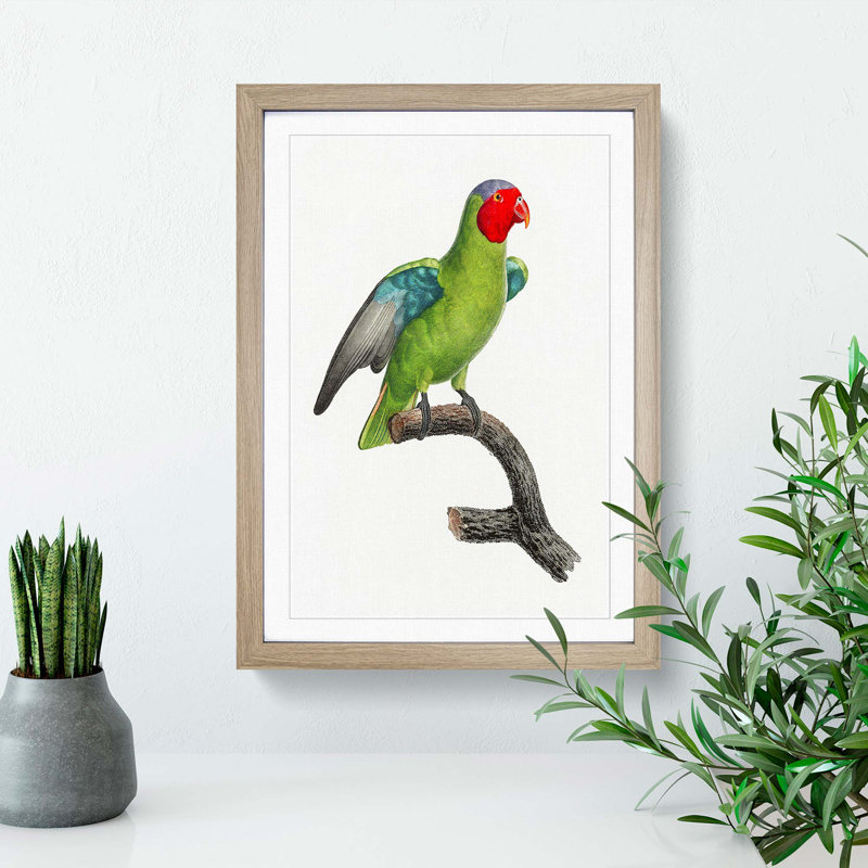 A Red-Cheeked Parrot by F. Levaillant - Framed Print, 33cm H x 24cm W x 2cm D, Oak Framed