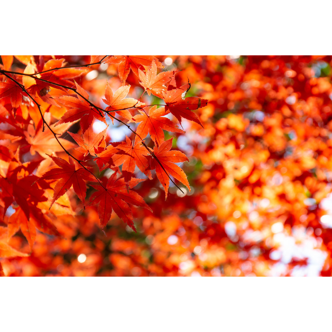 Leinwandbild Ahornblätter Rot gefärbt