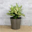 Ensemble de 2 pots de fleurs décoratifs en osier pour l'intérieur et l'extérieur - Rond - Gris