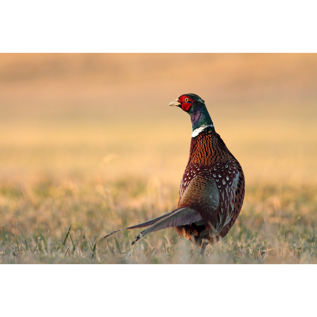 Leinwandbild Pheasant von Adam Fichna