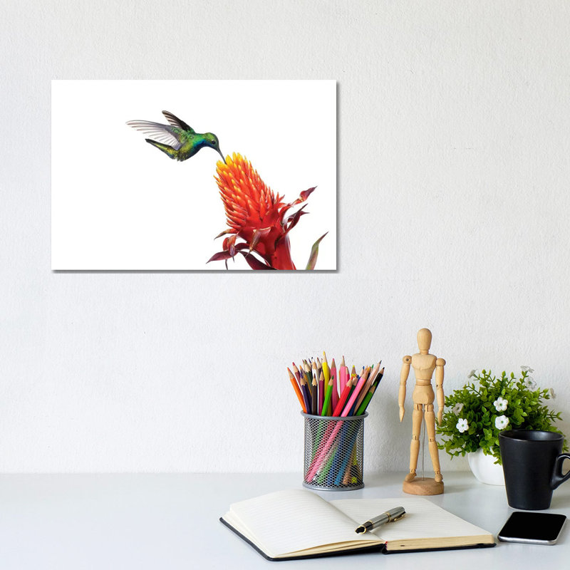 Black-Throated Mango Hummingbird Feeding On Flower Nectar, Argentina by Agustin Esmoris - Wrapped Canvas Print