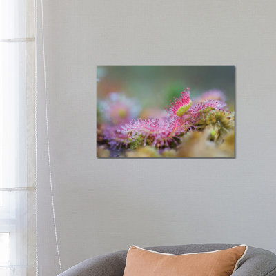 Sundew by Mateusz Piesiak - Wrapped Canvas Print