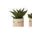 10cm Faux Succulent Plant in Ceramic Pot-891229245