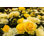 " Yellow Roses "