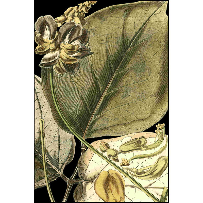 Feuilles tropicales tranquilles I, H 18 po x l 12 po