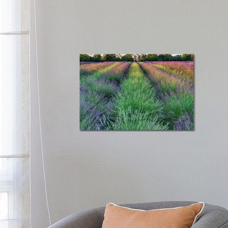 Lavender Farm by David Gardiner - Print on Canvas, Wrapped Canvas, 66.04 cm H x 45.72 cm W x 3.175 cm D