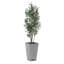 Olive Sonora Uttermost dans un pot à fleurs
