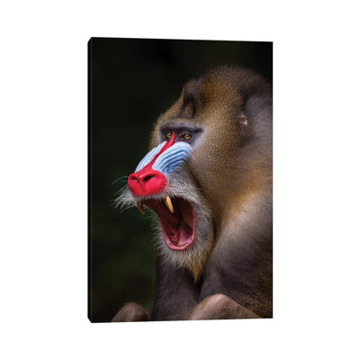 Mandrill montrant des dents par Mogens Trolle - photographie sur toile tendue