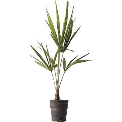 American Plant Exchange Live Tree Plant in Nursery Pot