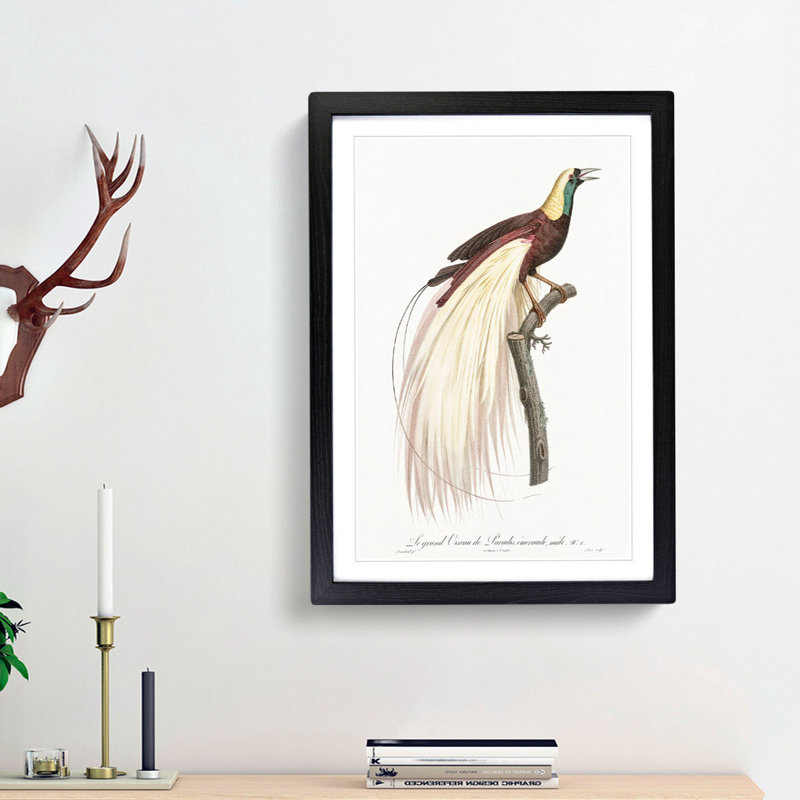 Emperor Bird of Paradise by Jacques Barraband - Picture Frame Painting Print, 48cm H x 36cm W x 2cm D, Black Framed