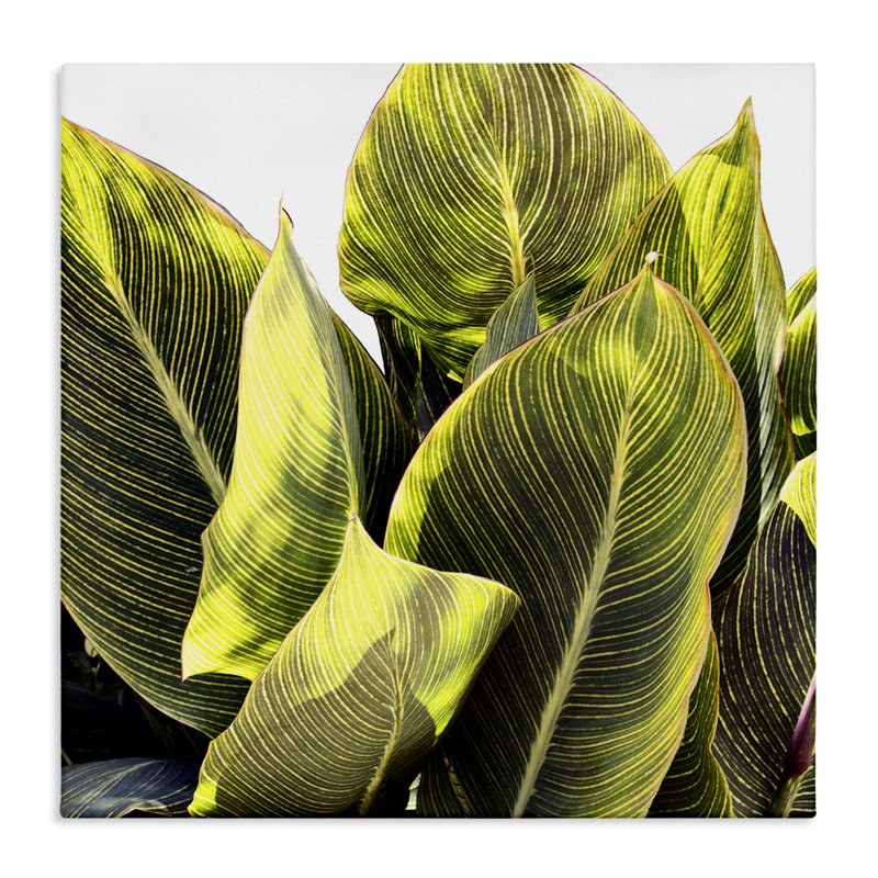«Bright Bright Tropical Leaves» par Emily Navas, H 17 po x l 17 po