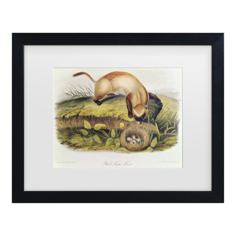 Art mural encadré - Décoration murale «Ferret à pieds noirs» par John James Audubon - cadre pour salon, cuisine et salle de bain - 16 x 20