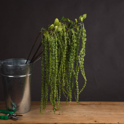 Amaranthus Arrangement