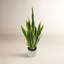 Plante de serpent artificielle Sansevieria en pot-130196674