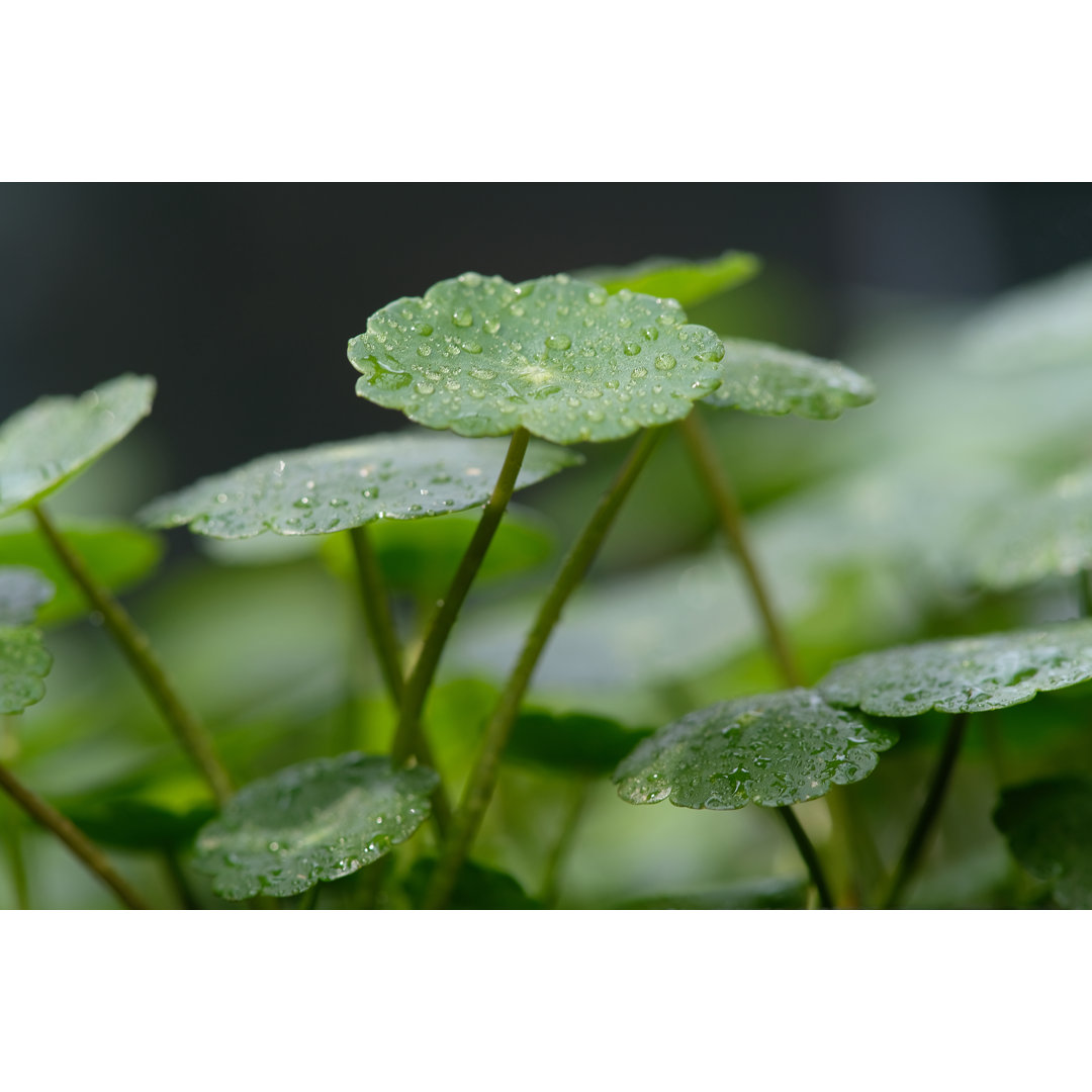 Centella auf natürlichem Hintergrund von Frankhuang - Drucken