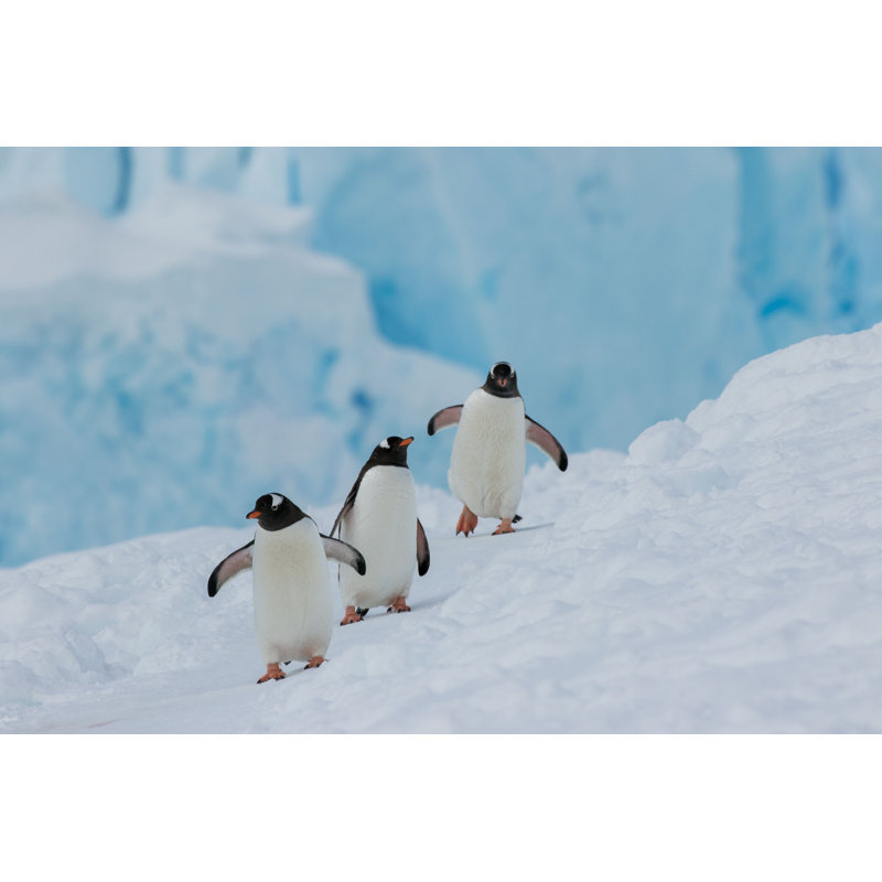 Penguins - Photographie sur toile tendue, H 8 po x l 12 po