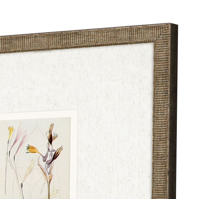 Antique botanique II S / 3