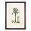 Illustration of a Date Palm Tree - Framed Print-55642027-55642025