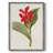FloraOfTheTropicsIV Framed Print - Solid Wood-1566531589