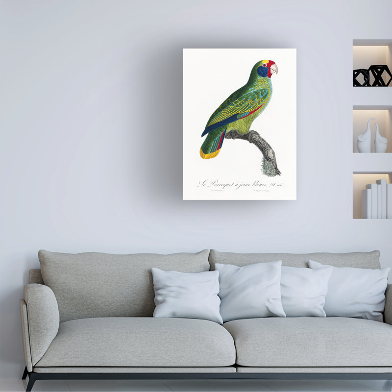Bolog " Levaillant Parrot IX " on, 19" H x 14" W