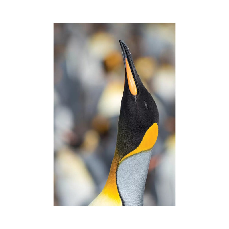 King Penguin, Falkland Islands. by Martin Zwick - Wrapped Canvas Print, 20.32 cm H x 30.48 cm W